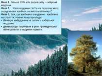 Факт 1. Більше 20% всіх дерев світу - сибірські модрини. Факт 2.    Хвоя модр...