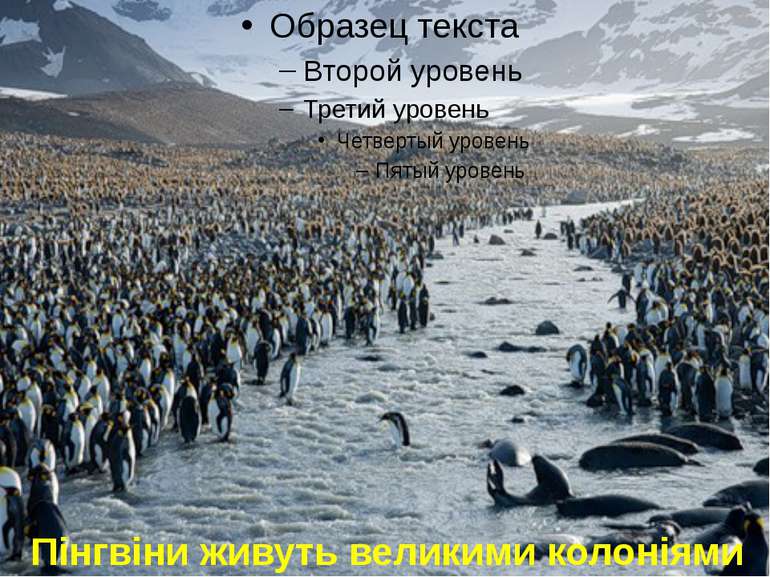 Пінгвіни живуть великими колоніями