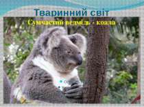 Тваринний світ Сумчастий ведмідь - коала