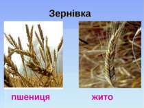 Зернівка пшениця жито