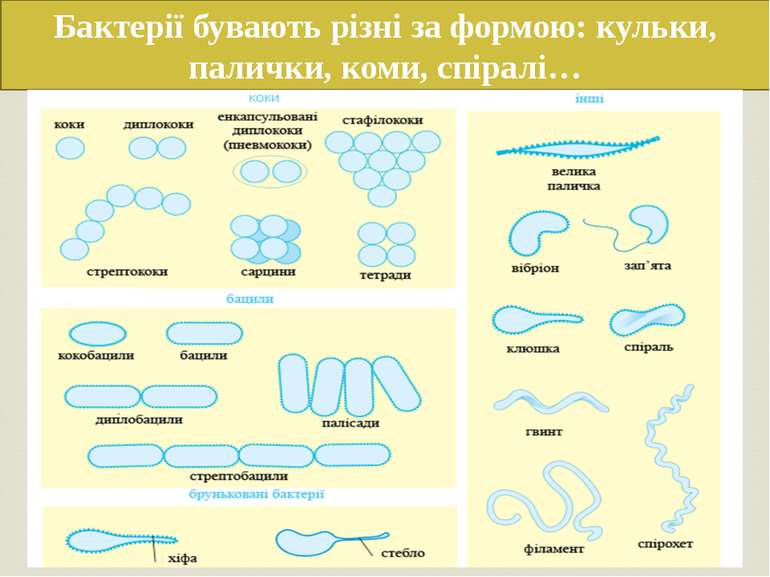 Бактерії бувають різні за формою: кульки, палички, коми, спіралі…