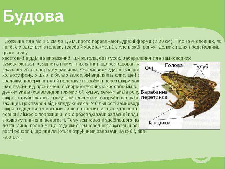 Довжина тіла від 1,5 см до 1,6 м, проте переважають дрібні форми (3-30 см). Т...