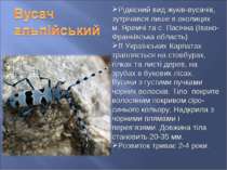 Рідкісний вид жуків-вусачів, зутрічався лише в околицях м. Яремчі та с. Пасіч...