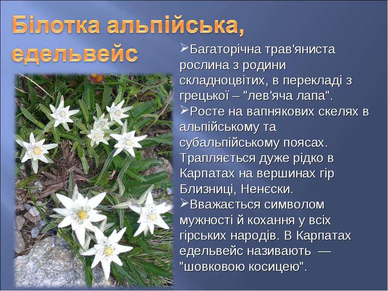 Багаторічна трав'яниста рослина з родини складноцвітих, в перекладі з грецько...