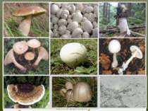 Білий гриб лікує стенокардію, обмороження, містить протипухлинні речовини Печ...