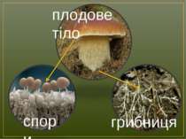 спори грибниця плодове тіло