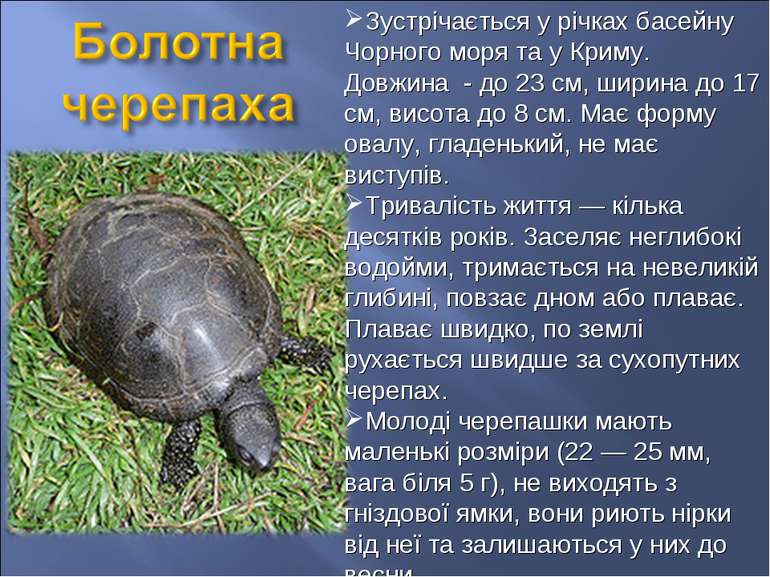 Зустрічається у річках басейну Чорного моря та у Криму. Довжина - до 23 см, ш...
