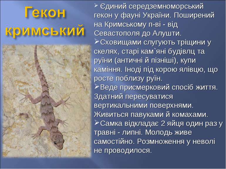Єдиний середземноморський гекон у фауні України. Поширений на Кримському п-ві...