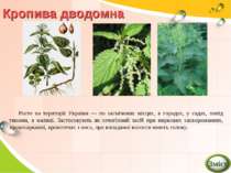 Кропива дводомна Росте на території України — по засмічених місцях, в городах...