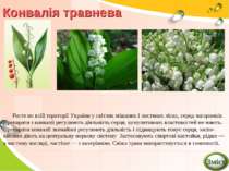 Конвалія травнева Росте по всій території України у світлих мішаних і листяни...