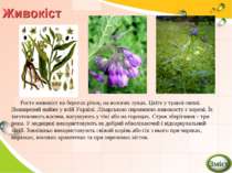 Живокіст Росте живокіст на берегах річок, на вологих луках. Цвіте у травні-ли...