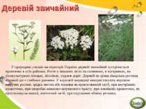 У природних умовах на території України деревій звичайний зустрічається практ...