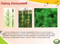 Хвощ польовий Злісний засіювач полів і городів поширений особливо у вологих м...