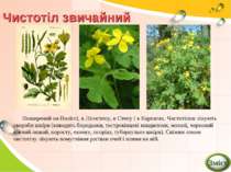 Чистотіл звичайний Поширений на Поліссі, в Лісостепу, в Степу і в Карпатах. Ч...