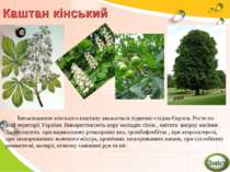 Каштан кінський Батьківщиною кінського каштану вважається підвенно-східна Євр...