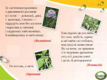 За настоянки краплину з дивовижної рослини всі коти — домашні, дикі, і малень...