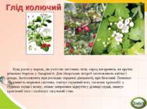 Глід колючий Кущ росте у парках, по узліссях листяних лісів, серед чагарників...