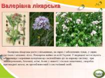 Валеріана лікарська Валеріана лікарська росте у вільшняках, на сирих і заболо...