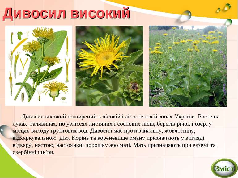 Дивосил високий Дивосил високий поширений в лісовій і лісостеповій зонах Укра...