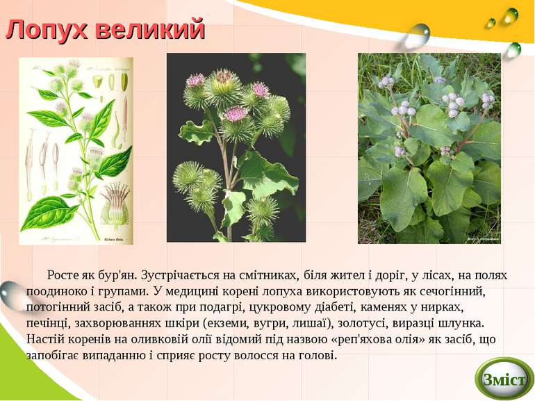 Реферат: Лікарські рослини Живокіст підбіл валеріана