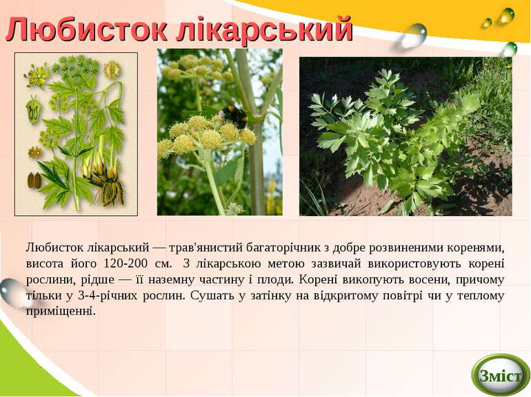 Любисток лікарський Любисток лікарський — трав'янистий багаторічник з добре р...