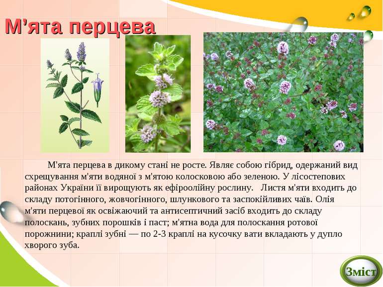 М’ята перцева М'ята перцева в дикому стані не росте. Являє собою гібрид, одер...