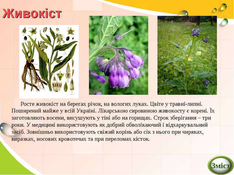 Живокіст Росте живокіст на берегах річок, на вологих луках. Цвіте у травні-ли...
