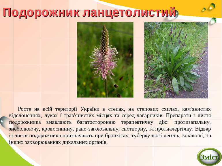 Подорожник ланцетолистий Росте на всій території України в степах, на степови...