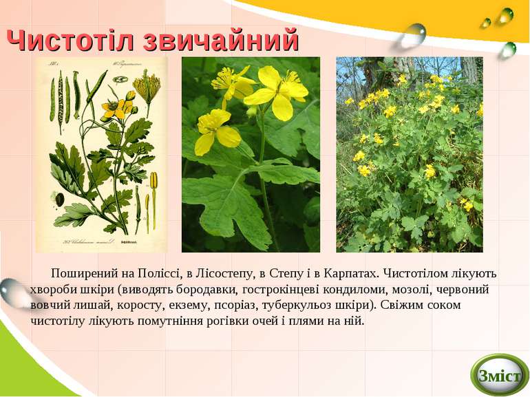Реферат: Лікарські рослини 6