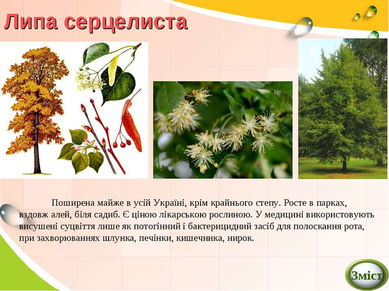 Липа серцелиста Поширена майже в усій Україні, крім крайнього степу. Росте в ...