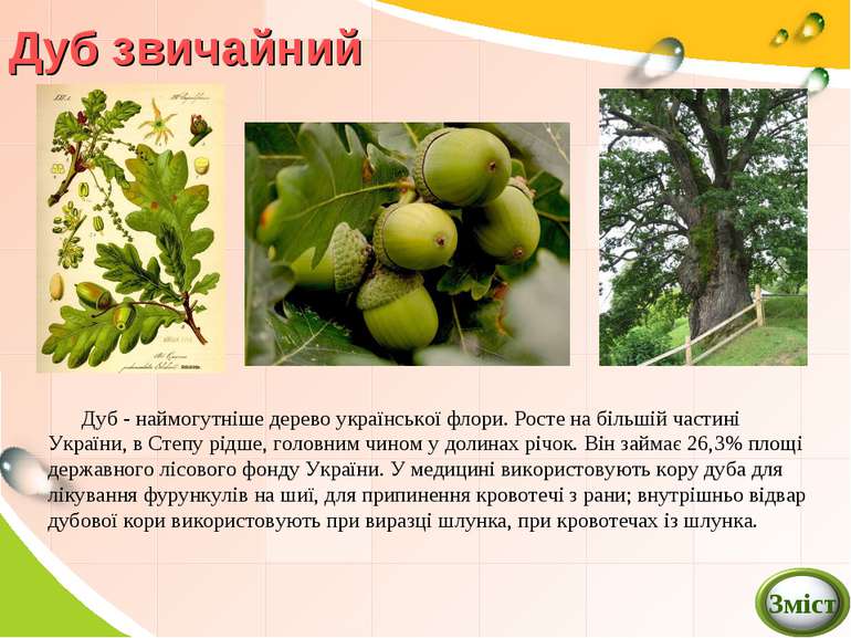 Дуб звичайний Дуб - наймогутніше дерево української флори. Росте на більшій ч...