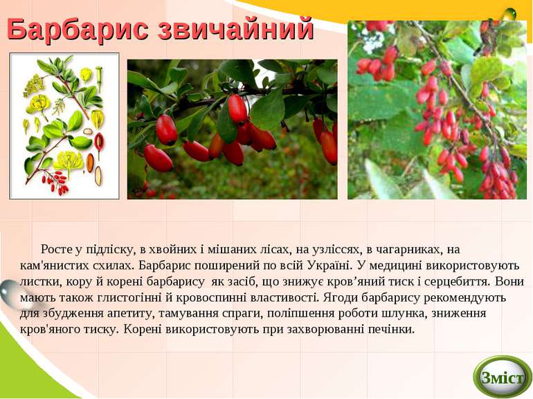 Барбарис звичайний Росте у підліску, в хвойних і мішаних лісах, на узліссях, ...