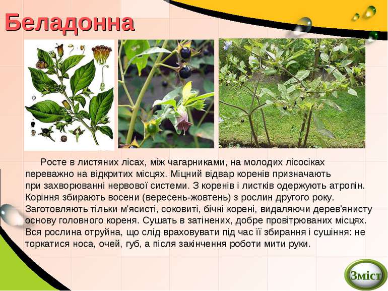 Беладонна Росте в листяних лісах, між чагарниками, на молодих лісосіках перев...