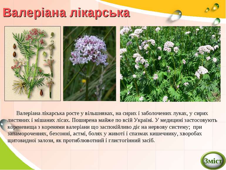 Реферат: Лікарські рослини та їх застосування