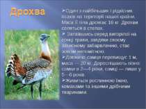 Один з найбільших і рідкісних птахів на території нашої країни. Маса її тіла ...