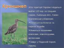 На території України гніздиться майже 140 пар, на Шацьких озерах, Львівська о...