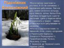 Багаторічна трав’яниста рослина, 8-15 см заввишки, з підземною цибулиною. Лис...