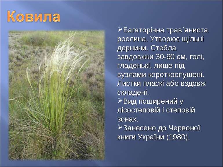 Багаторічна трав`яниста рослина. Утворює щільні дернини. Стебла завдовжки 30-...