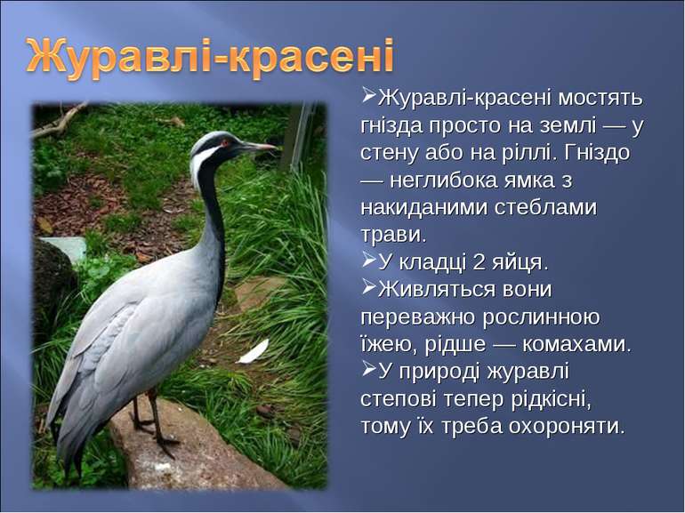 Журавлі-красені мостять гнізда просто на землі — у стену або на ріллі. Гніздо...