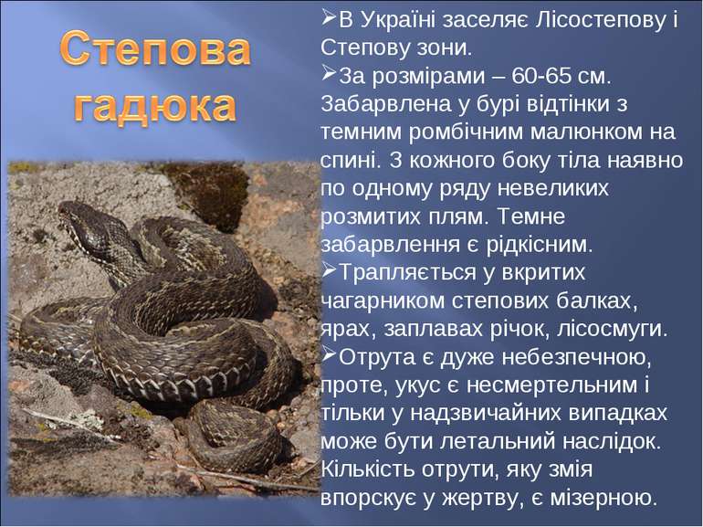 В Україні заселяє Лісостепову і Степову зони. За розмірами – 60-65 см. Забарв...