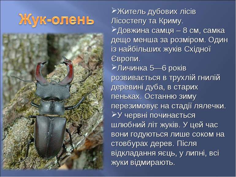 Житель дубових лісів Лісостепу та Криму. Довжина самця – 8 см, самка дещо мен...