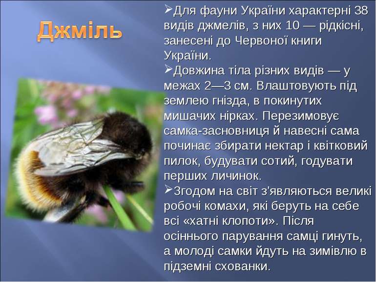 Для фауни України характерні 38 видів джмелів, з них 10 — рідкісні, занесені ...