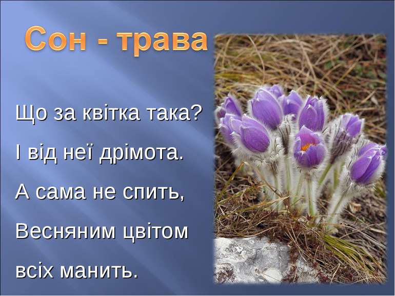 Що за квітка така? І від неї дрімота. А сама не спить, Весняним цвітом всіх м...