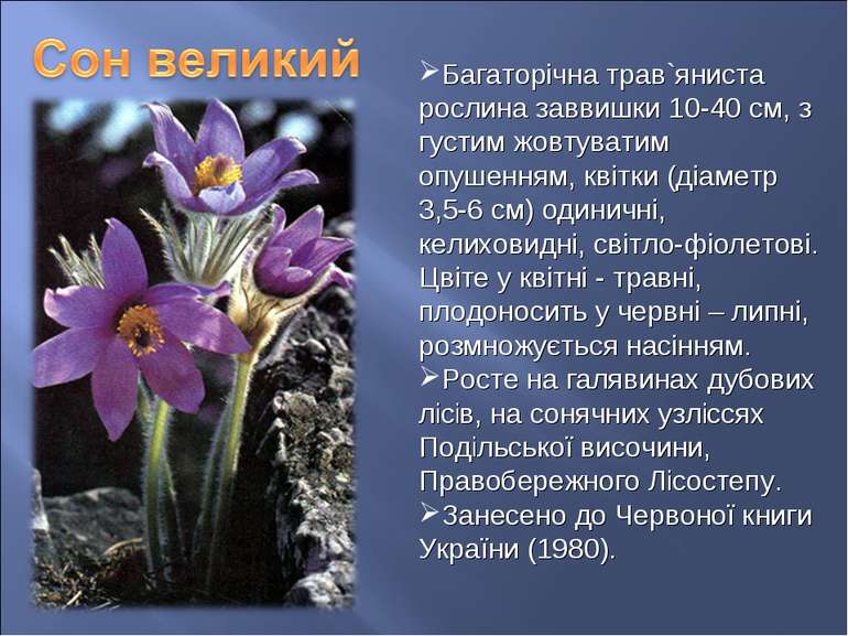 Багаторічна трав`яниста рослина заввишки 10-40 см, з густим жовтуватим опушен...