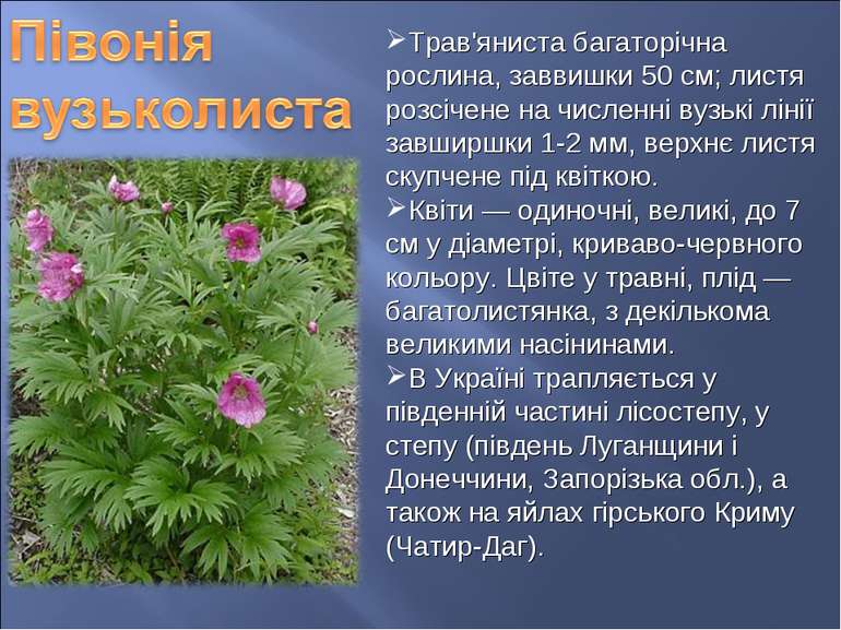 Трав'яниста багаторічна рослина, заввишки 50 см; листя розсічене на численні ...