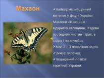 Найвідоміший денний метелик у фауні України. Махаони літають на відкритих гал...