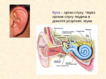 Вуха – орган слуху. Через органи слуху людина в довкіллі розрізняє звуки.