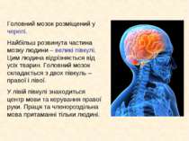 Головний мозок розміщений у черепі. Найбільш розвинута частина мозку людини –...