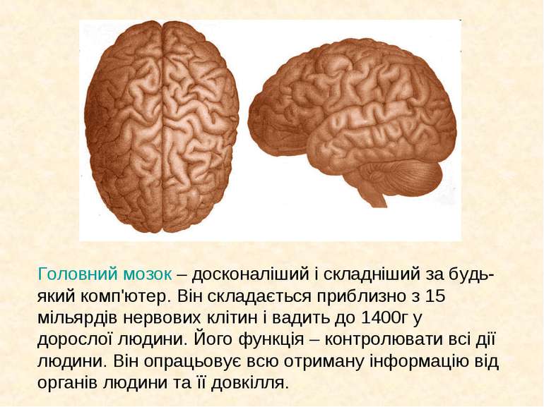 Головний мозок – досконаліший і складніший за будь-який комп'ютер. Він склада...