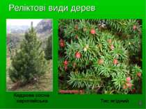 Реліктові види дерев Кедрова сосна європейська Тис ягідний